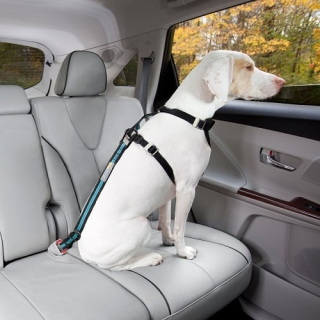 Bezpečnostný autopás pre psa s upínacím mechanizmom Kurgo Direct to Seatbelt Tether - Coastal Blue